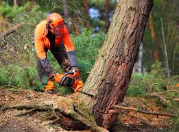 Professional Tree Removal Services in La Puente, CA